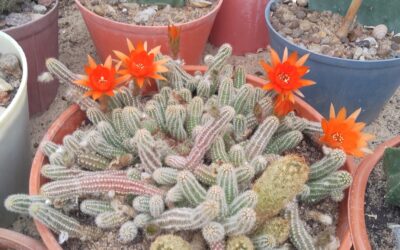 Stała ekspozycja kaktusów w Myślęcinku oczami pasjonatów z Klubu Arka